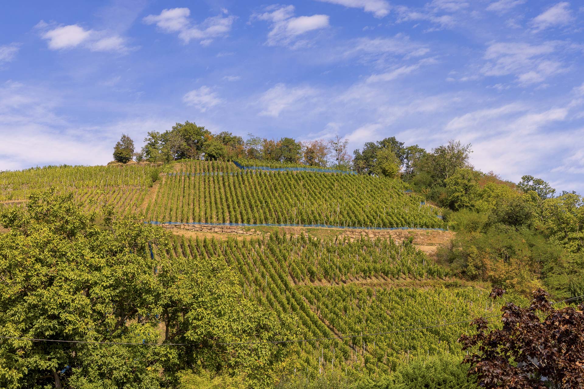 6712 Boutique FR andlau region 21 copie